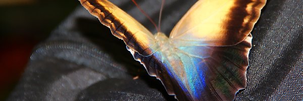 Suwak, Motyl