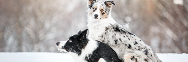 Border collie, Śnieg