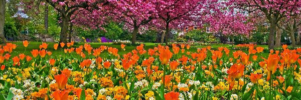 Park, Kwitnące, Tulipany, Wiosna, Drzewa