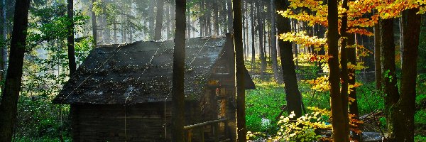 Promienie, Szopa, Słońca, Las