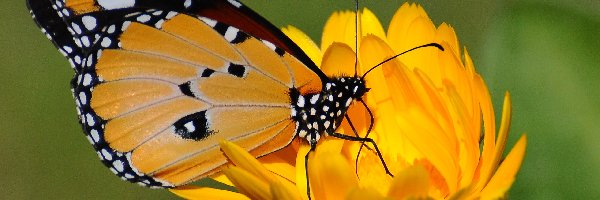 Kwiat, Żółty, Motyl
