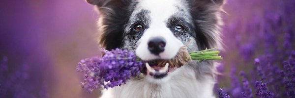 Lawendy, Bukiet, Border collie