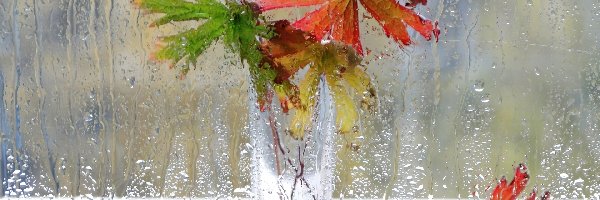 Jesień, Deszcz, Liście, Wazon, Krople