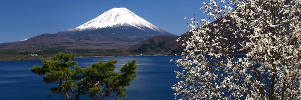 Fudżi, Drzewo, Góra, Japonia, Kwitnące, Jezioro