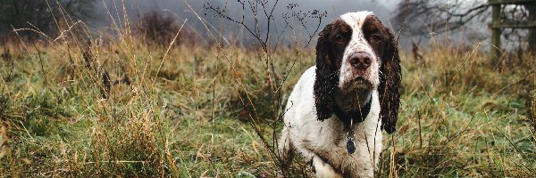 Świt, Łąka, Drzewa, Spacer, Spaniel, Mgła, Las