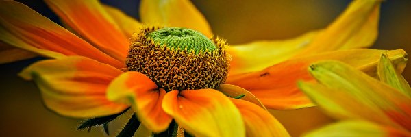 Rudbekia, Kwiaty