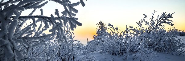 Wschodzącego, Gałązki, Blask, Słońca, Oszronione, Zima