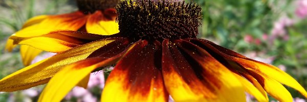 Rudbekia, Kwiat