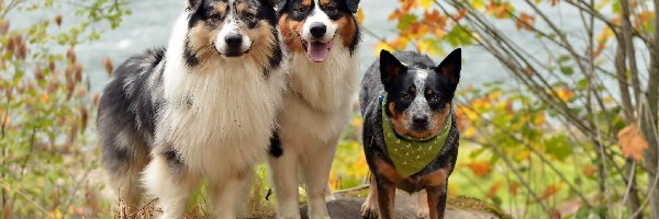 Trzy, Przyjaciele, Pieski, Owczarki australijske-australian shepherd, Australian cattle dog