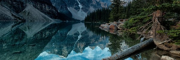 Kanada, Góry, Park Narodowy Banff, Drzewa, Jezioro Moraine
