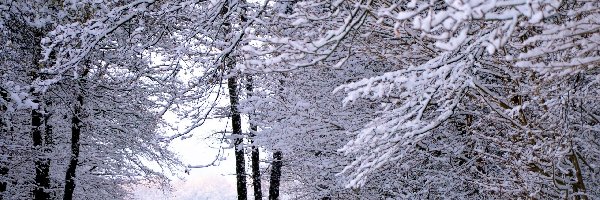Las, Śnieg, Zima