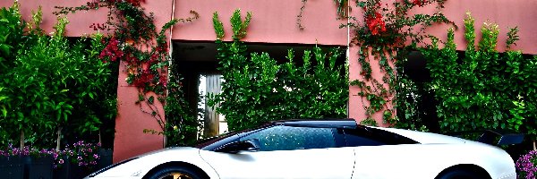 Dom, Biały, Samochód, Kwiaty, Murcielago, Lamborghini