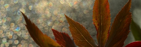 Bokeh, Liście