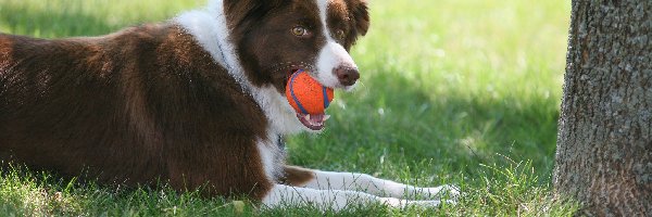 Border collie, Łąka, Piłeczka, Drzewo, Trawa