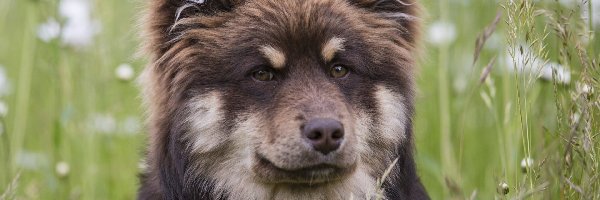 Fiński lapphund, Pies, Łąka