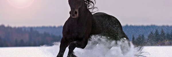 Śnieg, Koń, Czarny