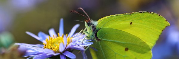 Cytrynek, Kwiat, Owad, Motyl