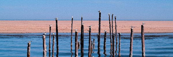 Plaża, Ptaki, Pale, Morze