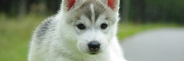 Husky, Szczeniak