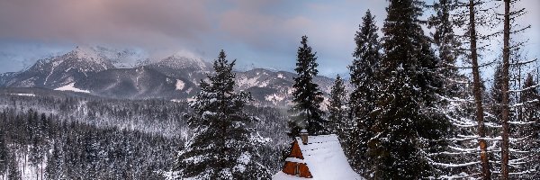 Zima, Las, Drzewa, Zakopane, Góry, Dom