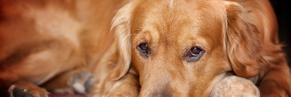 Retriever, Spojrzenie, Maskotka, Golden