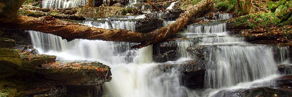 Las, Ricketts Glen State Park, Wodospad, Drzewa, Stan Pensylwania, Stany Zjednoczone