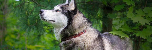 Zieleń, Husky, Pies