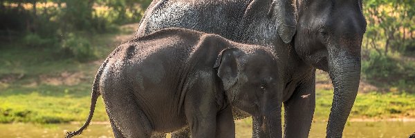 Słoń, Mały, Duży