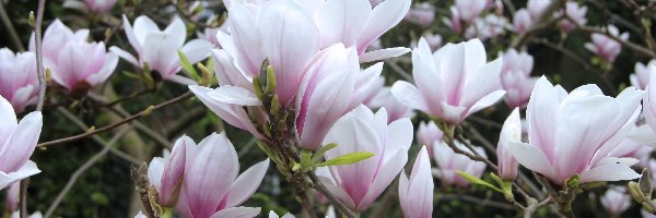Różowo biała, Magnolia