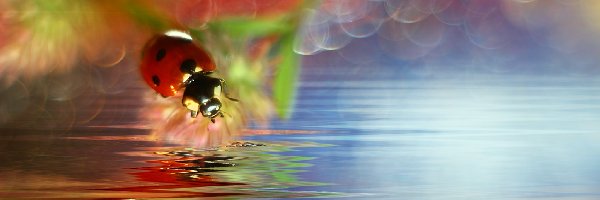 Owad, Bokeh, Czerwony, Biedronka
