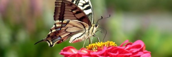 Paż królowej, Cynia, Kwiat, Motyl