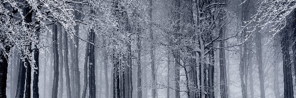 Las, Czarno-białe, Drzewa, Zima