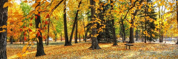 Alejki, Jesień, Ławki, Park