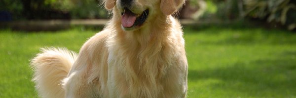 Trawnik, Golden retriever