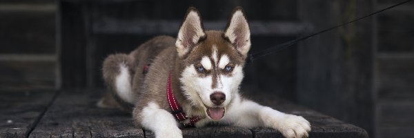 Husky, Siberian, Leżący