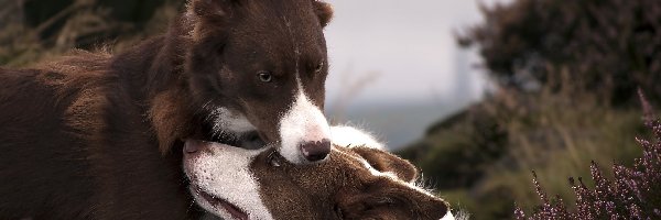 Wrzos, Border Collie, Psy