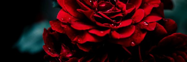 Róża, Wody, Krople, Czerwona