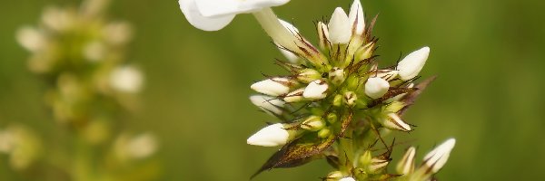 Pąki, Floks, Biały