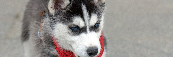 Husky, Siberian, Pies