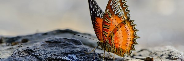 Tło, Motyl