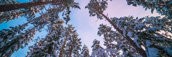 Wierzchołki, Drzewa, Zima