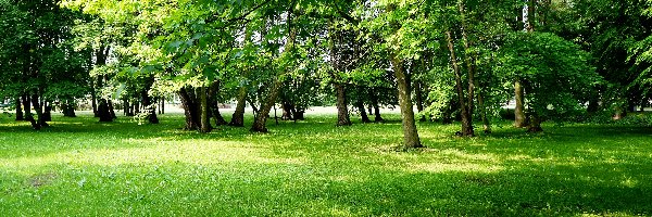 Drzewa, Zieleń, Park