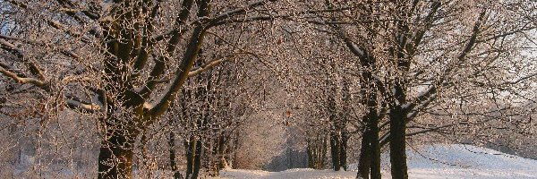 Park, Śnieg, Drzewa, Zima