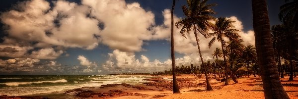 Ocean, Palmy, Plaża, Chmury