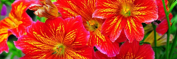 Kwiaty, Salpiglossis