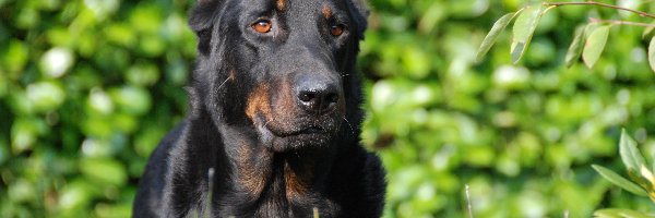 Owczarka francuskiego Beaucerona, Głowa