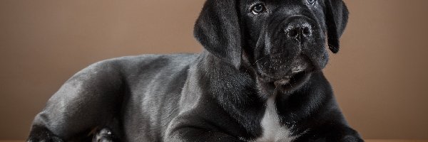 Cane corso, Szczeniak