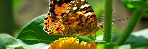 Motyl, Osetnik, Rusałka, Cynia, Kwiat