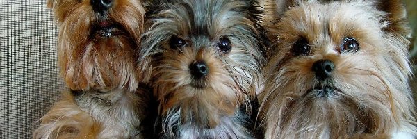Portret, Yorki, Trzy