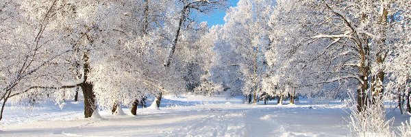 Śnieg, Drzewa